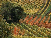 Vin de Provence, appartements à louer